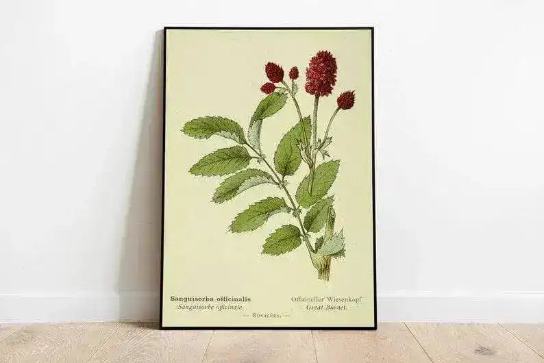 Great Burnet Flower Wall Print| Botanical Wall Art