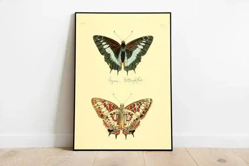 Butterfly Poster Print| Vintage Science Print