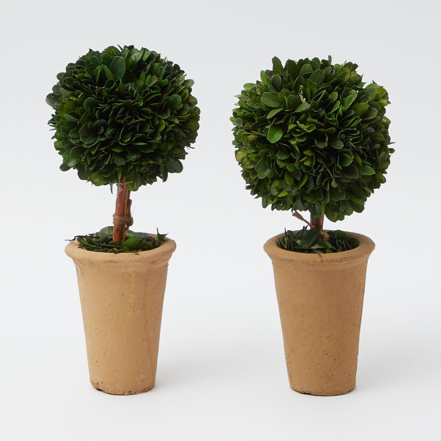 Potted Boxwood Ball (Pair)