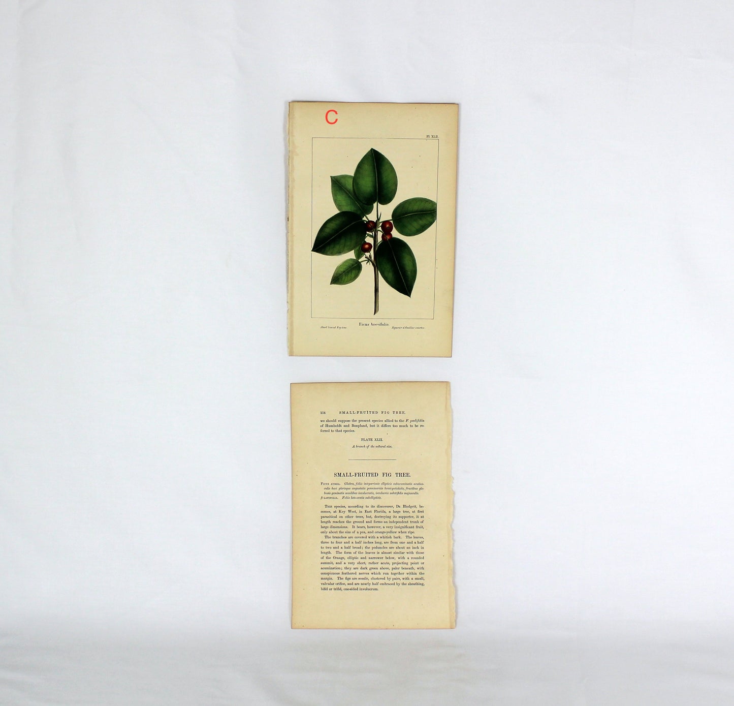Vintage Botanical Prints