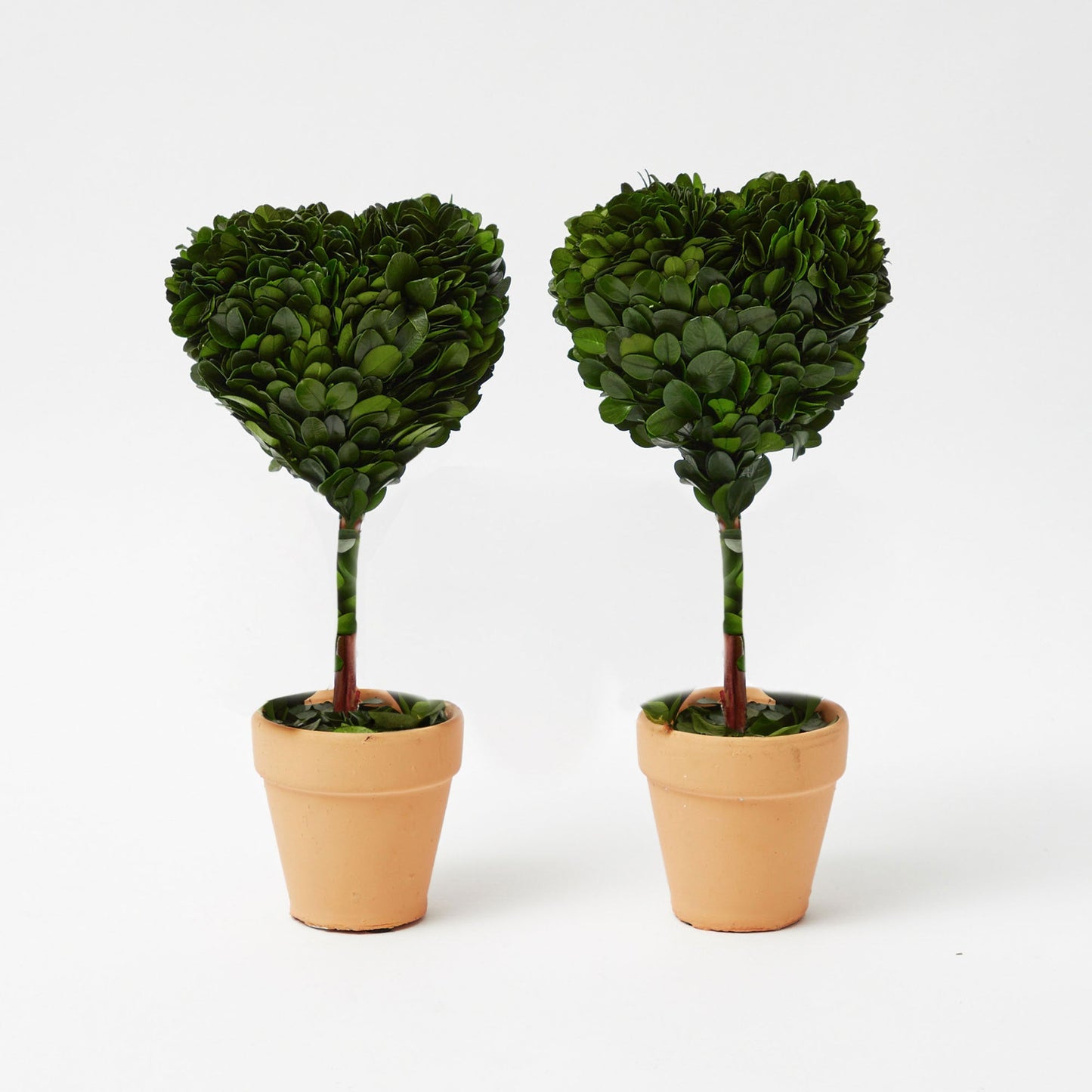 Heart Shaped Potted Boxwood Tree (Pair)