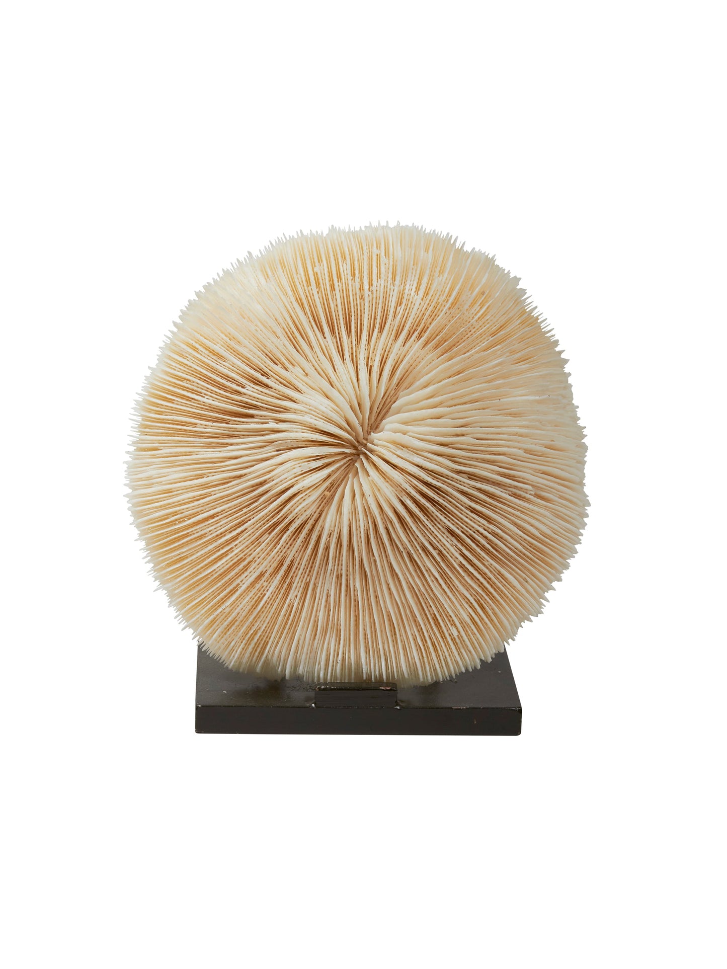 Round Shell Sculpture on Metal Stand