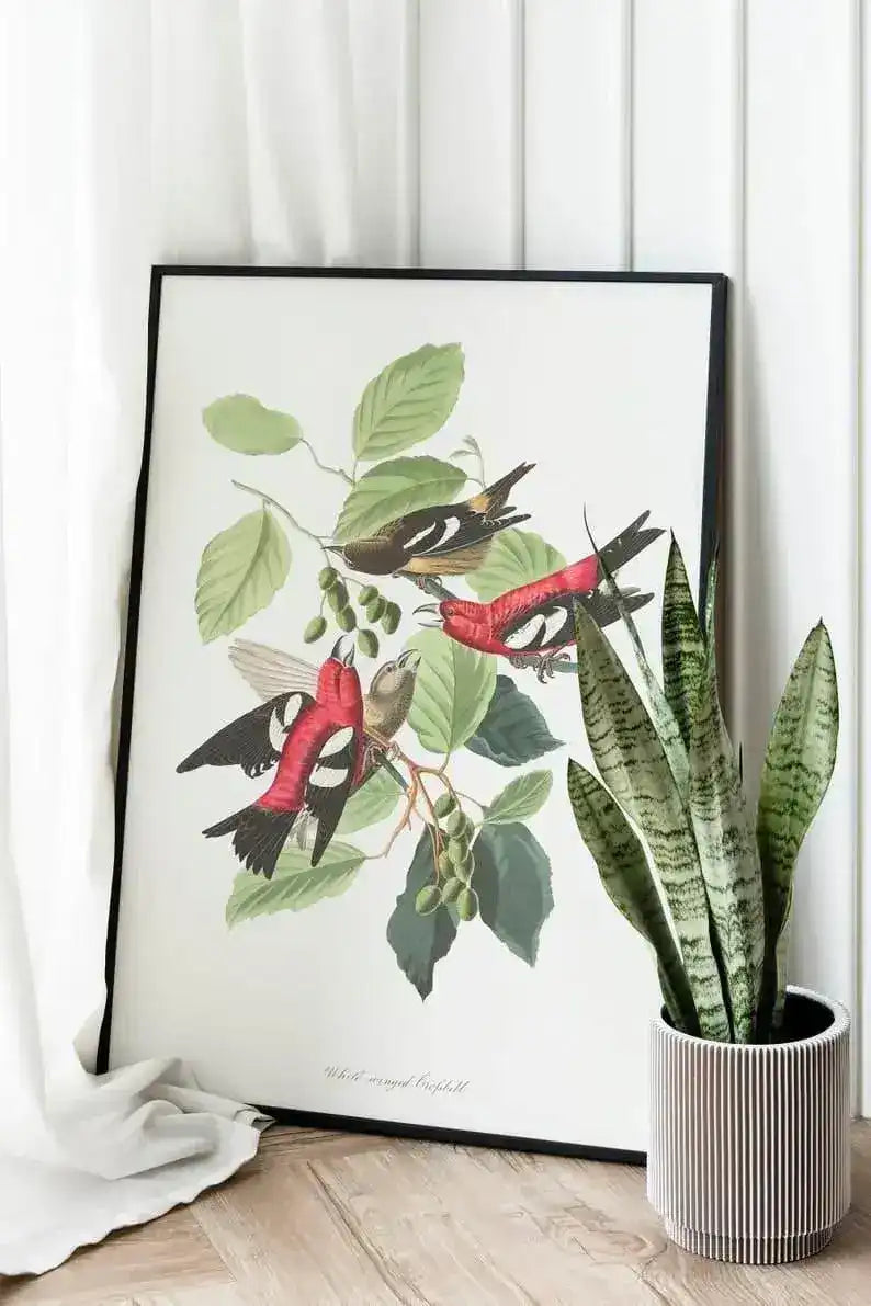 Vintage Bird Art Prints| Bird Poster