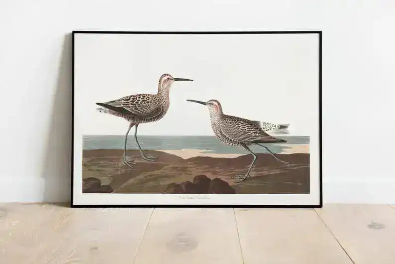 Vintage Bird Art Prints| Bird Poster