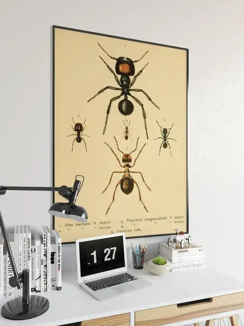 Ants Poster Print| Vintage Science Print