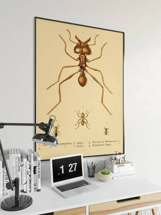 Ants Poster Print| Vintage Science Print